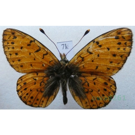 Boloria hegemone (Staudinger, 1881) Kyrgyzstan7k